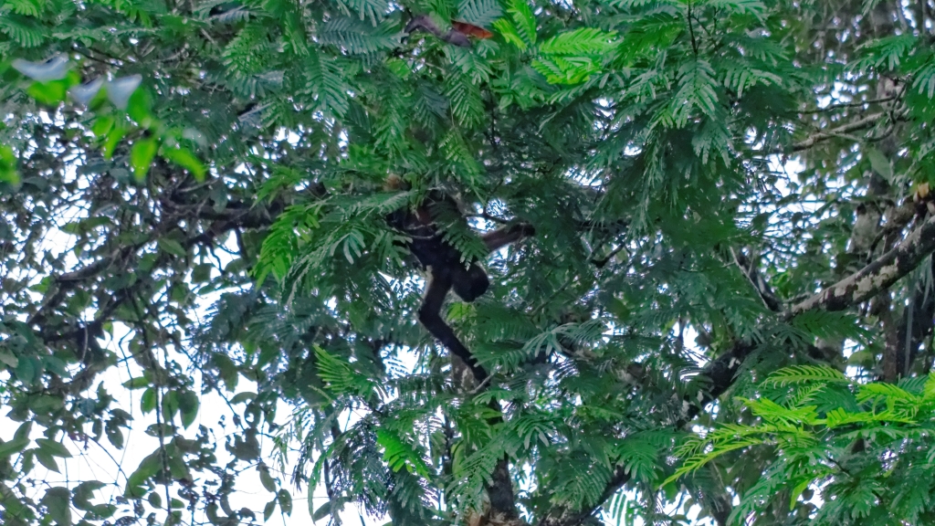 25 - Tortuguero NP (34).jpg